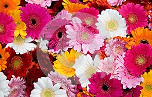 Closeup of many gerbera flowers