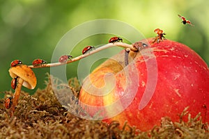 Closeup many little ladybugs moves on a branch from mushroom on apple on green background to fly away. Animal humor. photo