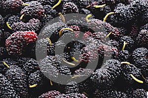 Closeup of many mulberry fruits