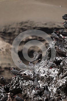 Closeup of many sea birds sitting on a rock