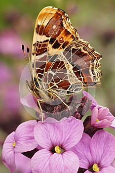 Closeup of a map butterfly on a pink wallflower