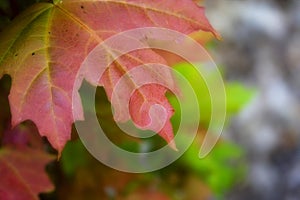 Closeup of a maple leaf turning red in fall.