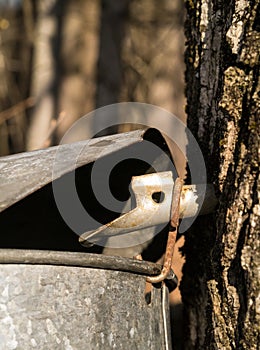 Maple sugar tap in tree