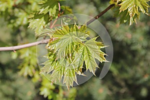 Closeup of maple tree branch with green shiny leaves with the background of nature on a spring day in Kaunas, Lithuania