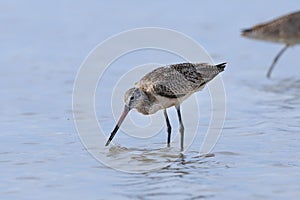 Marbled Godwit Foraging, With Food In Its Beak photo