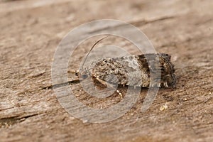 Closeup on the marbled piercer chestnut tortrix moth, Cydia splendana on wood