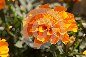 Closeup of a Marigold flower