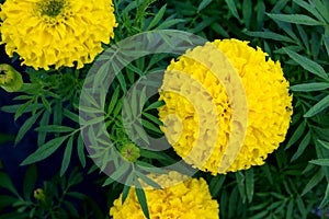 Closeup marigold flower in garden