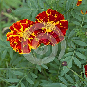 Closeup of Marigold flowers