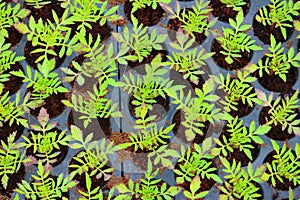 Closeup of Marigold saplings