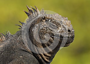 Closeup of a Marine Iguana