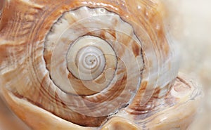 Closeup of a marine sea shell. Tropical beach.