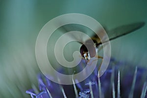 Closeup of marmalade hoverfly, Episyrphus balteatus on purple flower in field on blurred background