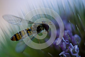 Closeup of marmalade hoverfly, Episyrphus balteatus on purple flower in field on blurred background