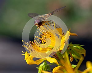 Closeup of a marmalade hoverfly on yellow flowers, Episyrphus balteatus