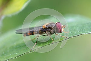 Closeup on the marmelade hoverfly, Episyrphus balteatus sitting