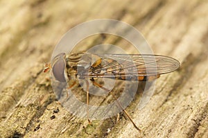 Closeup of a Marmelade hoverfly, Episyrphus balteatus sitting on wood