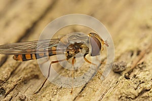 Closeup of a Marmelade hoverfly, Episyrphus balteatus sitting on wood