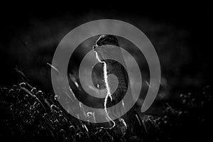 Closeup of a Marmotini (Ground squirrels) shot in grayscale