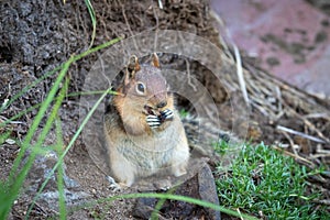 Closeup of a Marmotini (Ground squirrel) eating something holding with its tiny hands photo