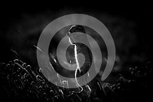 Closeup of a Marmotini (Ground squirrels) shot in grayscale photo