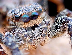 Closeup of Marpissa muscosa jumping spider