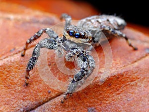 Closeup of Marpissa muscosa jumping spider