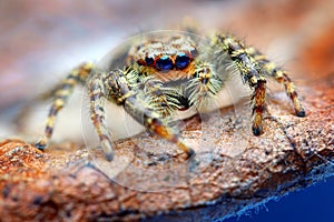 Closeup of Marpissa muscosa jumping spider