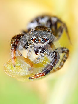 Closeup of Marpissa muscosa jumping spider