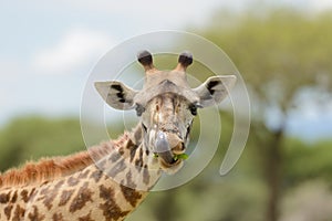 Closeup of Masai Giraffe