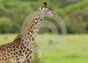 Closeup of Masai Giraffe