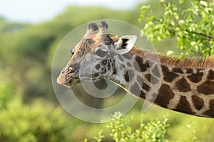 Closeup of Masai Giraffe head & neck