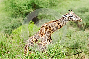 Giraffa camelopardalis tippelskirchi photo