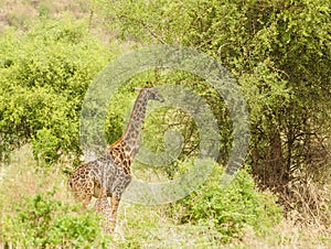 Closeup of Masai Giraffe with young