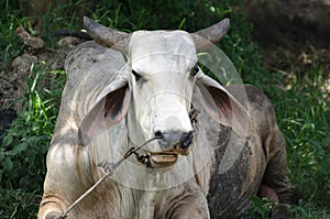 Closeup of a massive white Buffalo chewing something