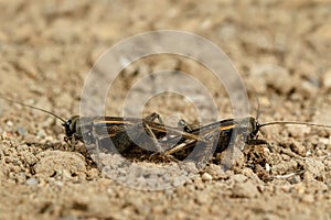 Closeup mating crickets on a sand in desert.