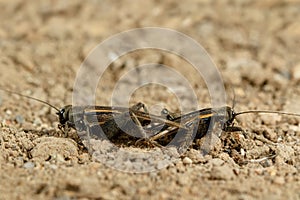 Closeup mating crickets on a sand in desert. photo