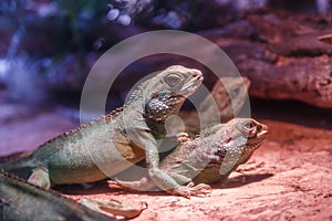 Closeup of mating iguanas in the ter