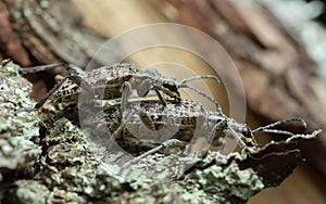 Mating ribbed pine borers, rhagium inquisitor on wood