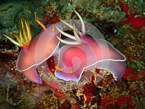 Closeup the mating undibranch in underwater world Sabah, Borneo.