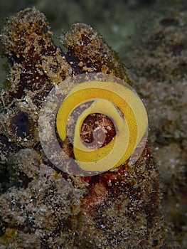 Closeup the mating undibranch in underwater world Sabah, Borneo.