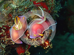 Closeup the mating undibranch in underwater world Sabah, Borneo.
