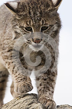 Closeup of a mature bobcat photo