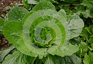 Closeup of mature mustard greens