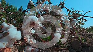 Closeup mature open cotton plants bolls on ground