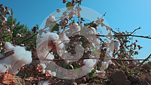 Closeup mature open cotton plants bolls on ground