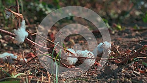 Closeup mature open cotton plants bolls on ground