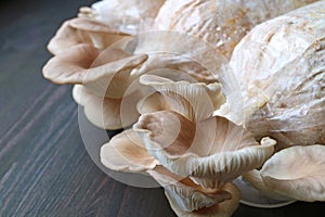 Closeup of Matured Indian Oyster Mushrooms Ready for Harvest