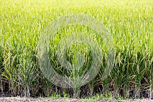 Closeup on matured paddy crop field in Sekinchan, Selangor