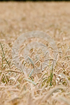 Closeup of maturing rye awns in the field